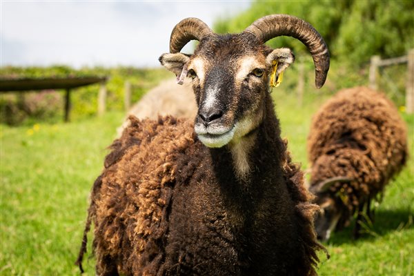 Soay sheep